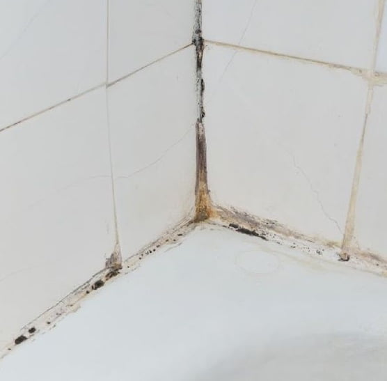 Eliminar el moho y hongos del hogar